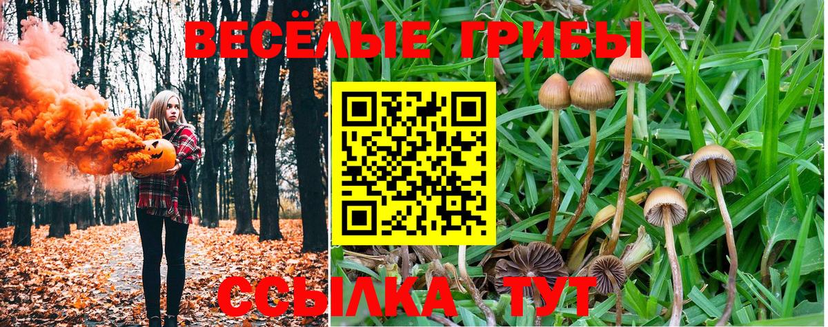 Псилоцибиновые грибы GOLDEN TEACHER  где найти наркотики  Элиста  Вход с VPN 